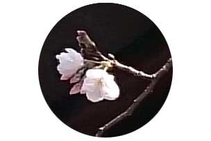 桜の開花発表、さくら、サクラ（ソメイヨシノ）、民泊ブログ